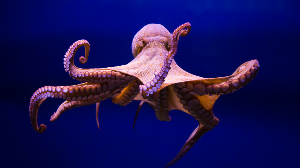Octopuses Have Three Hearts: How and Why?