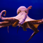 Octopuses Have Three Hearts: How and Why?